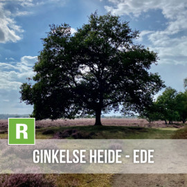Ginkelse Heide - Ede 